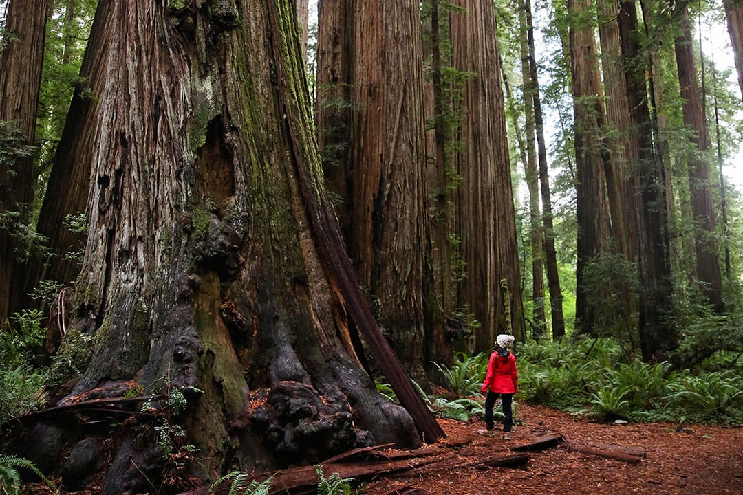 Product Reviews And Ratings 7 Redwood National And State Parks product-reviews-and-ratings-7-redwood-national-and-state-parks
